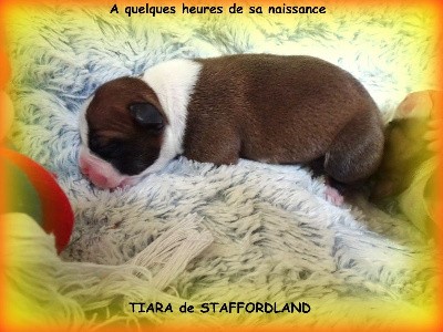 TRESOR de STAFFORDLAND