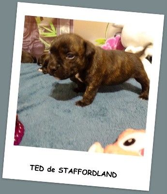 TED