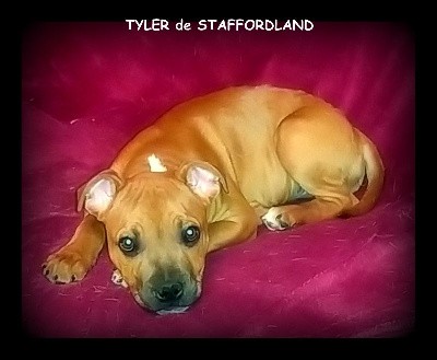 TYLER de STAFFORDLAND