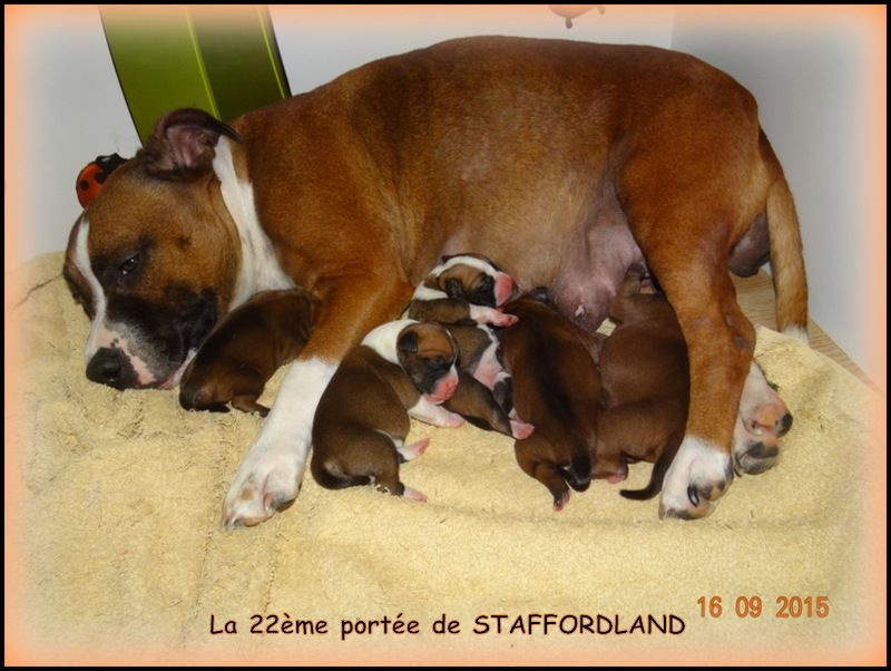 Staffordland - Staffordshire Bull Terrier - Portée née le 16/09/2015