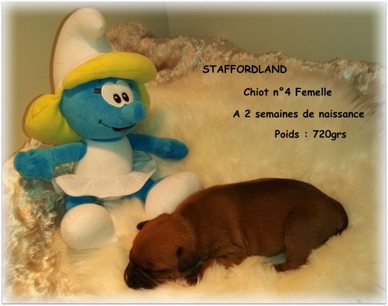 Staffordland - Chiot disponible  - Staffordshire Bull Terrier