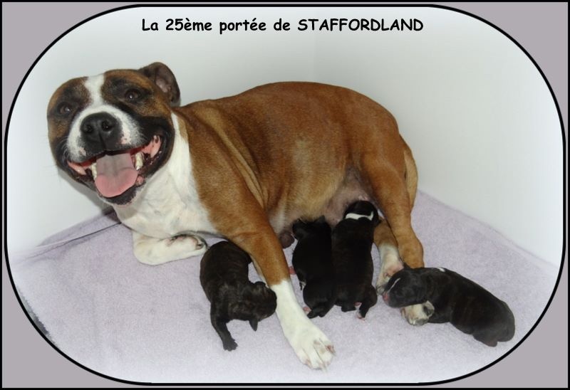 Staffordland - Staffordshire Bull Terrier - Portée née le 01/08/2016