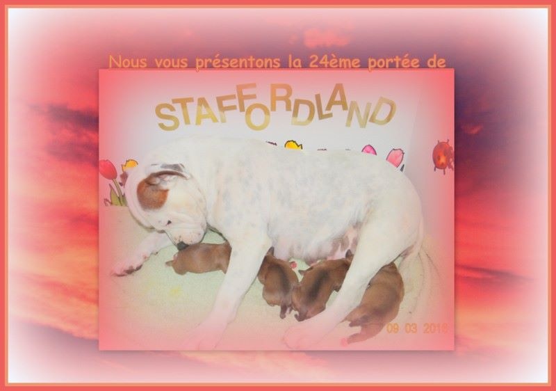 Staffordland - Staffordshire Bull Terrier - Portée née le 09/03/2016