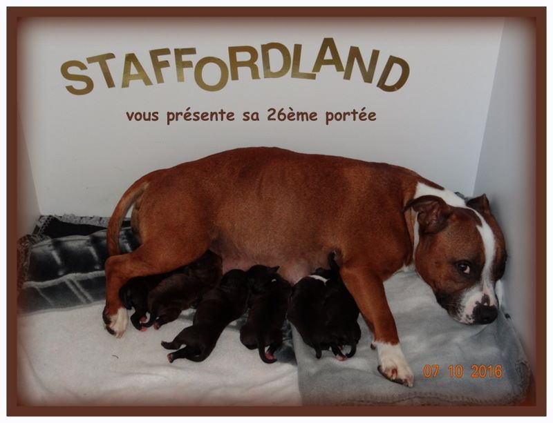 Staffordland - Staffordshire Bull Terrier - Portée née le 07/10/2016