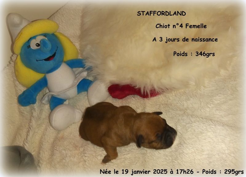 Staffordland - Chiot disponible  - Staffordshire Bull Terrier