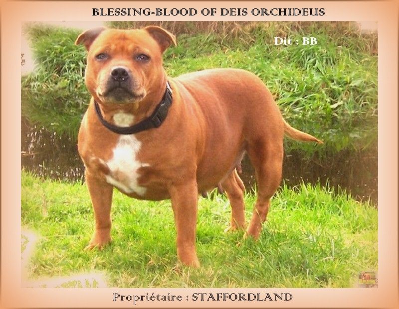 Blessing-blood of deis orchideus