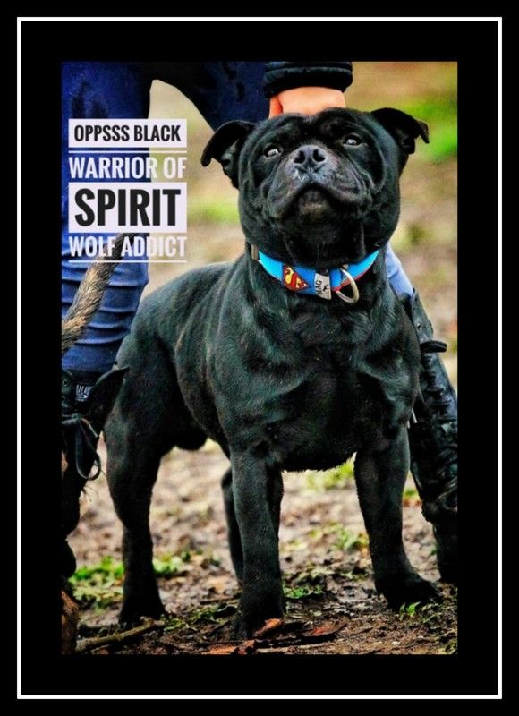 Oppsss black warrior of Spirit Wolf Addict