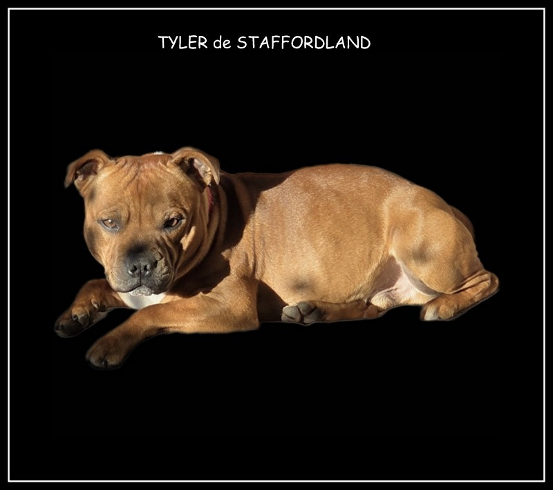 Staffordland TYLER