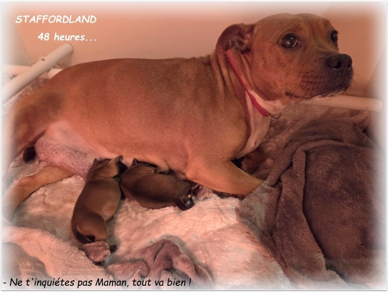 Notre 62ème Portée : une nouvelle page d'Amour, dans l'héritage de Bully-Boy & Bodhi-Girl