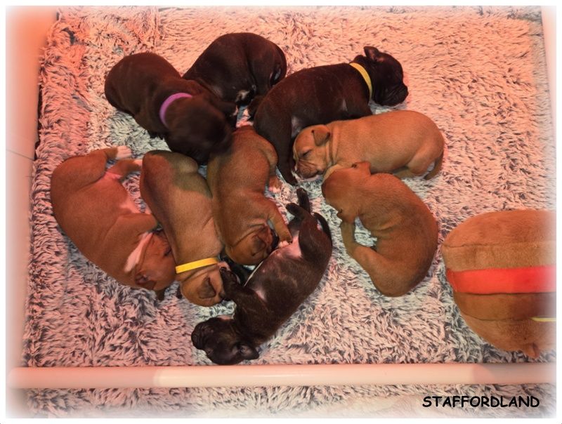 La 61ème portée de Staffordland