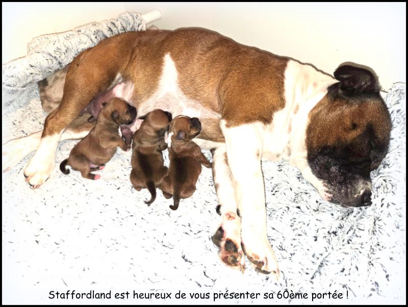 Un événement unique : la 60ème portée vient d'arriver à Staffordland