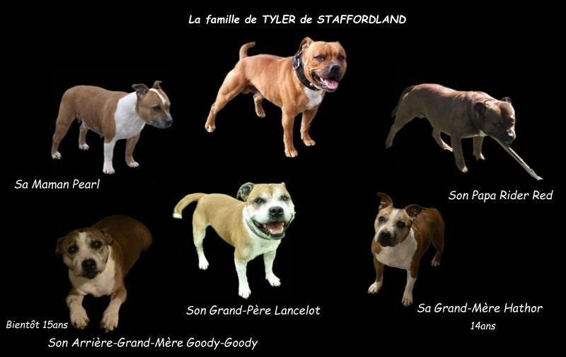 - 62ème portée née le 29/01/2026 de Pégaze & Tyler