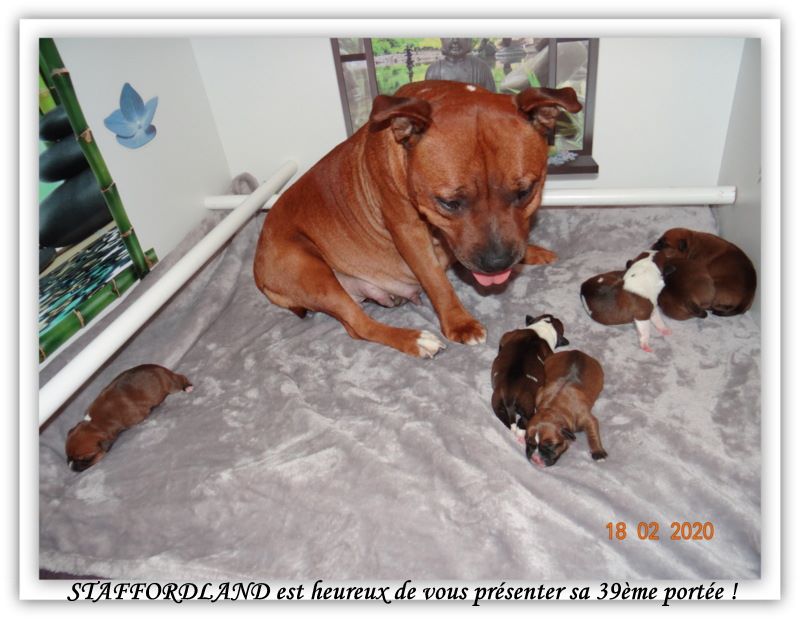 Chiot Staffordshire Bull Terrier Staffordland