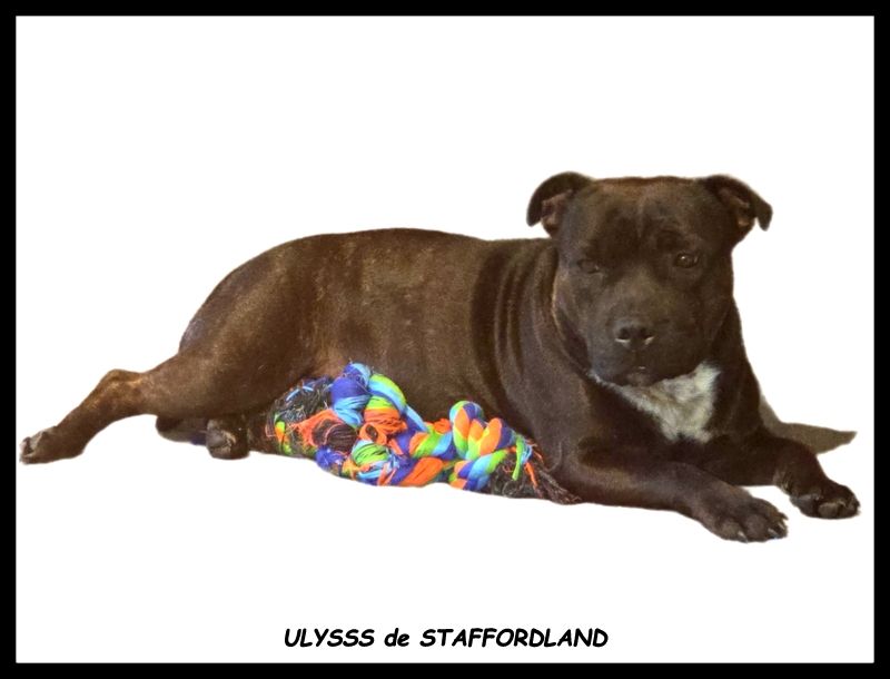Staffordland - Chiots disponibles - Staffordshire Bull Terrier