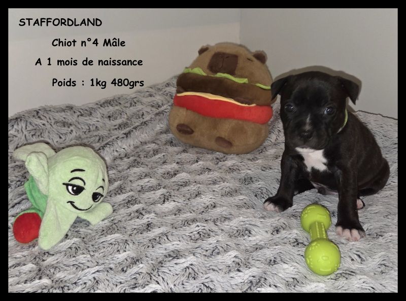 Staffordland - Chiots disponibles - Staffordshire Bull Terrier