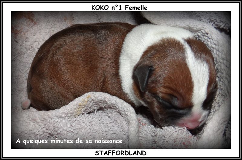Staffordland - Staffordshire Bull Terrier - Portée née le 27/04/2018