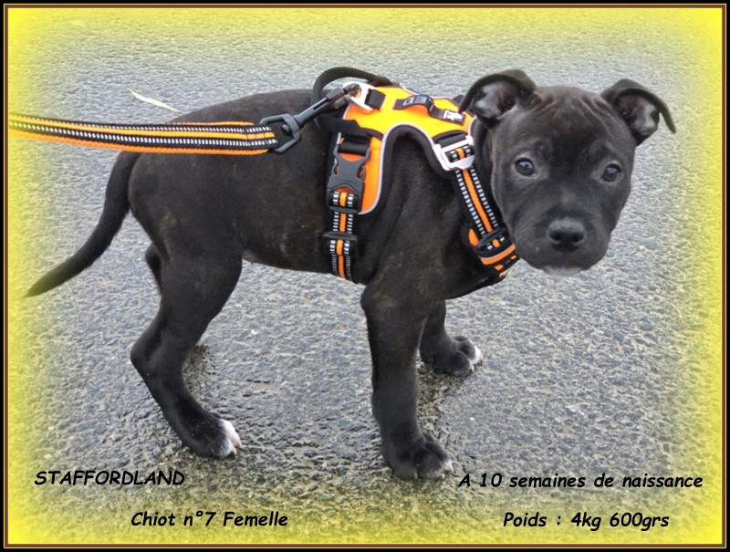 Staffordland - Chiots disponibles - Staffordshire Bull Terrier