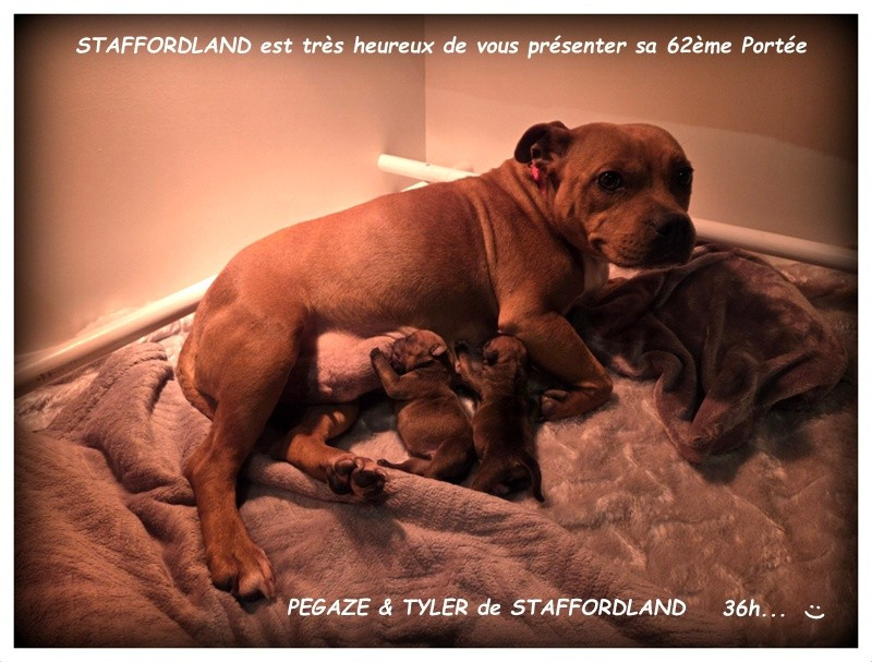 Staffordland - Staffordshire Bull Terrier - Portée née le 29/01/2026