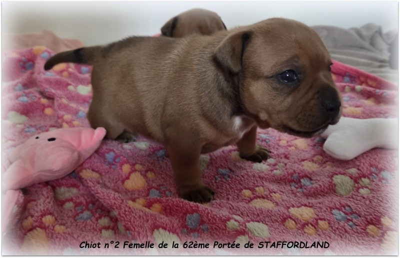 Staffordland - Chiots disponibles - Staffordshire Bull Terrier