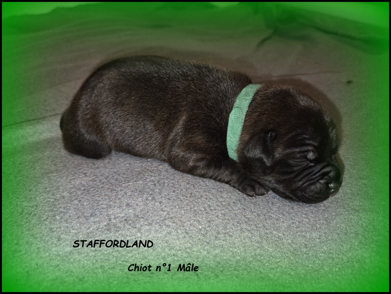 Staffordland - Chiots disponibles - Staffordshire Bull Terrier