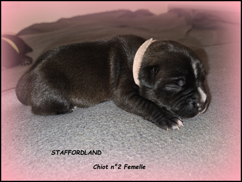 Staffordland - Chiots disponibles - Staffordshire Bull Terrier