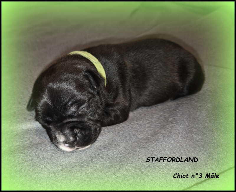 Staffordland - Chiots disponibles - Staffordshire Bull Terrier
