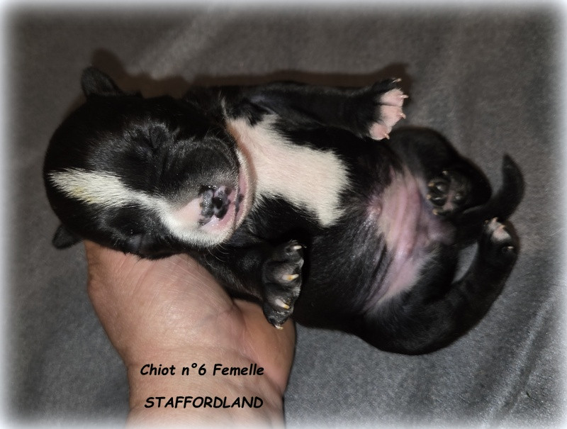 Staffordland - Chiots disponibles - Staffordshire Bull Terrier