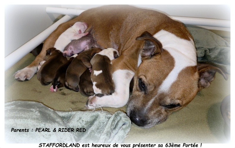Staffordland - Staffordshire Bull Terrier - Portée née le 20/03/2026
