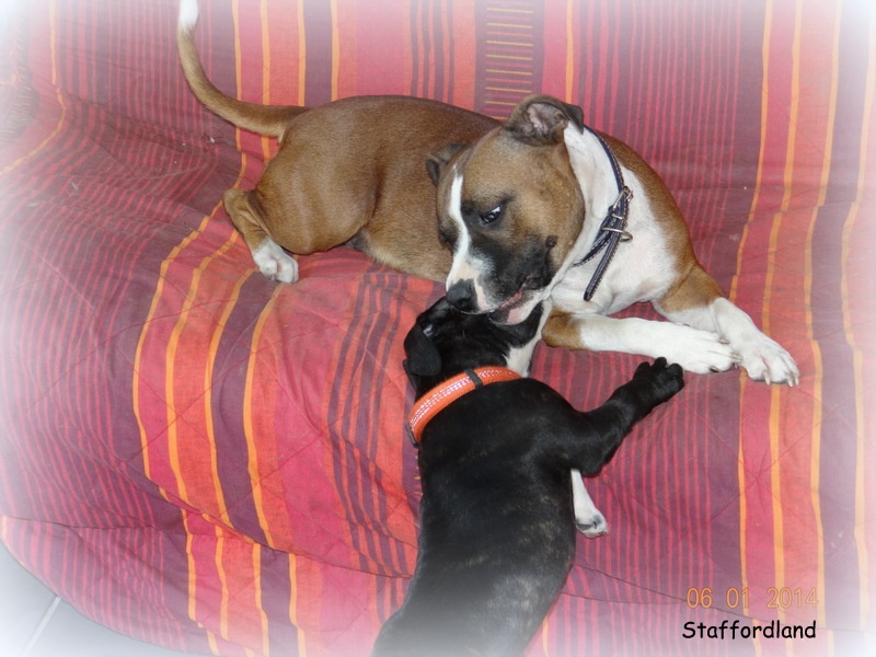 Staffordland - Staffordshire Bull Terrier - Portée née le 28/10/2013