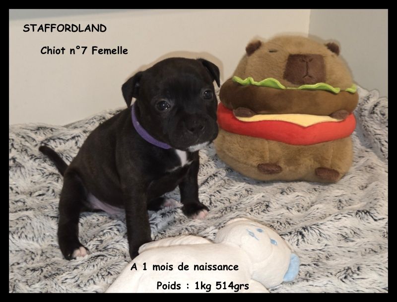 Staffordland - Chiots disponibles - Staffordshire Bull Terrier