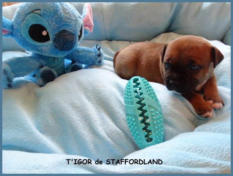 Staffordland - Staffordshire Bull Terrier - Portée née le 15/06/2022