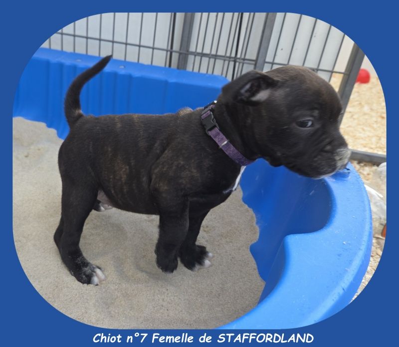 Staffordland - Chiots disponibles - Staffordshire Bull Terrier