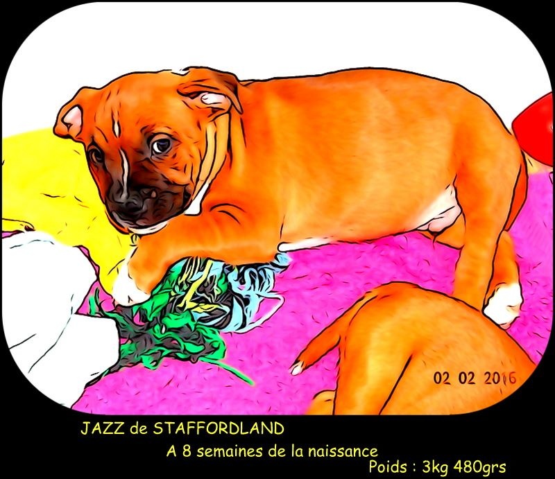 Staffordland - Staffordshire Bull Terrier - Portée née le 08/12/2014