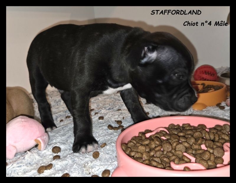 Staffordland - Chiots disponibles - Staffordshire Bull Terrier