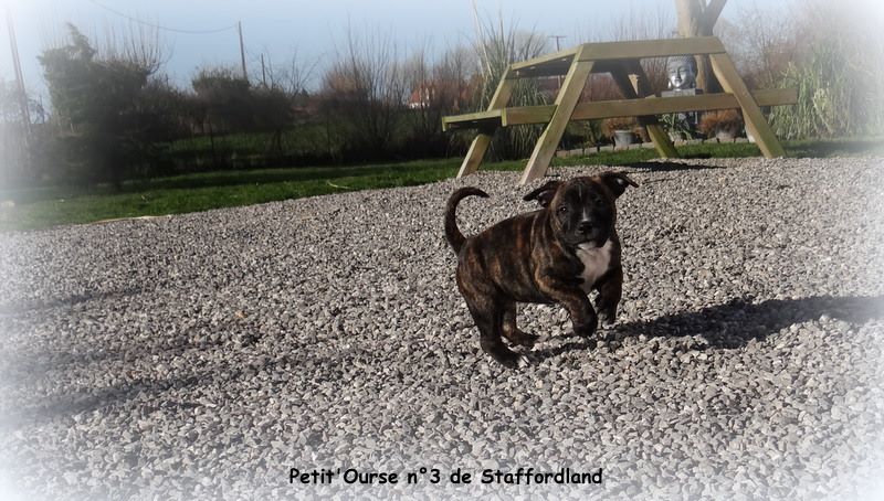 Staffordland - Staffordshire Bull Terrier - Portée née le 11/12/2017