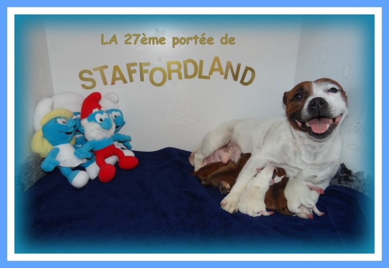 Chiot Staffordshire Bull Terrier Staffordland