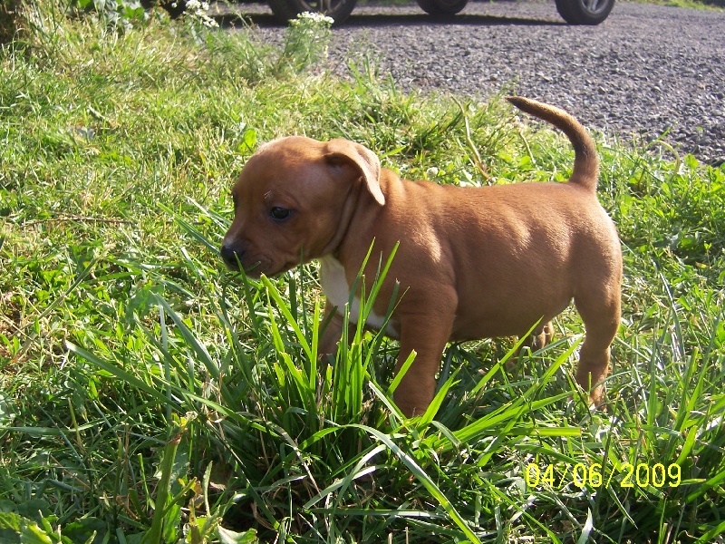 Staffordland - Staffordshire Bull Terrier - Portée née le 18/04/2009