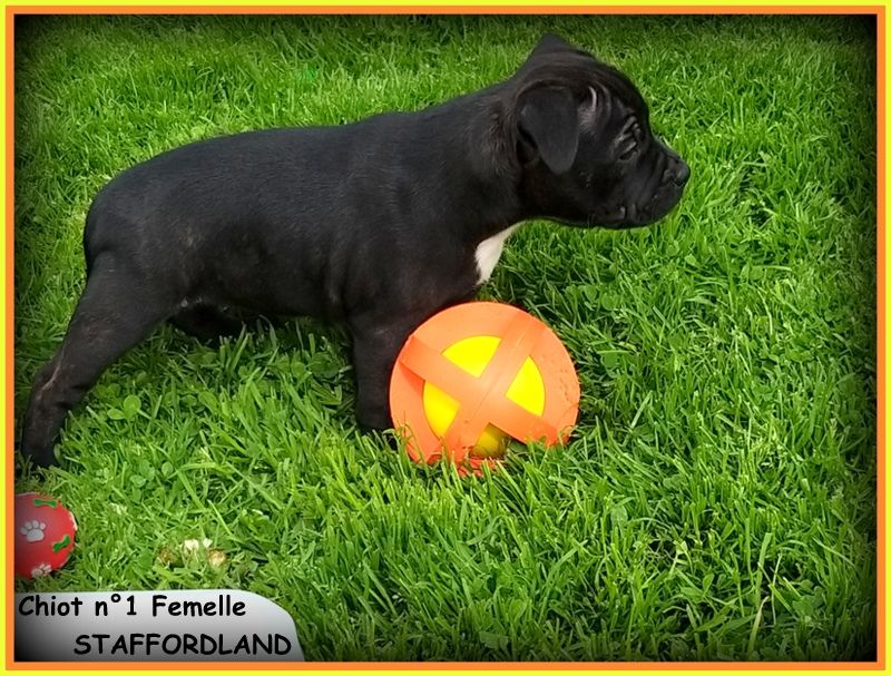 Staffordland - Chiots disponibles - Staffordshire Bull Terrier