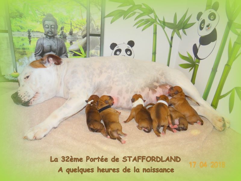 Chiot Staffordshire Bull Terrier Staffordland