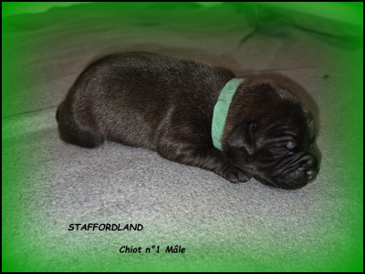 Chiot n°1