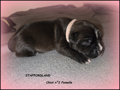 Chiot n°2