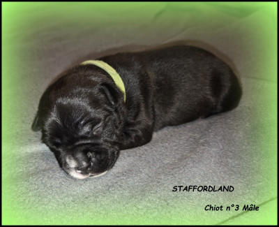 Chiot n°3