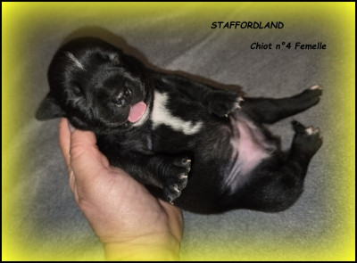 Chiot n°4