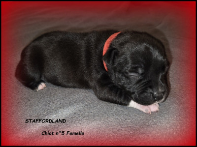Chiot n°5