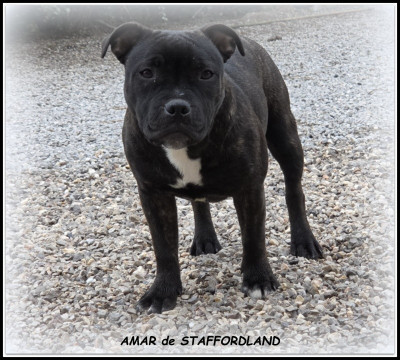 AMAR de STAFFORDLAND