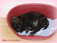 J. ZARA - Chiot n°2