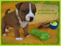GADDOUE