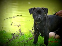JOLIE    Chiot n°3