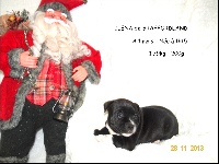 ILENA (chiot n°2)