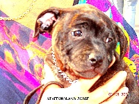 JODIE - Chiot n°1